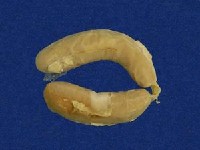 黃唇青斑海蛇藏品圖，第5張